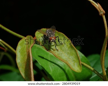 A close macro view of a common fly with striking bright red compound eyes resting on a green leaf with yellow stripes.