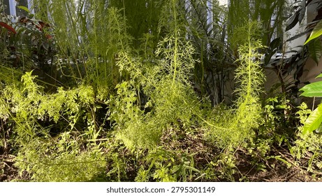 Close up macro view of delicate fine feathery green plant leaves in a garden