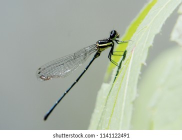 close up - macro view of a dragonfly -flying  insect seen on a green / grass plant in a home garden in Sri Lanka
