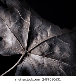 Close up macro view of dried leaf isolated on black background with contrast texture and deep shadows