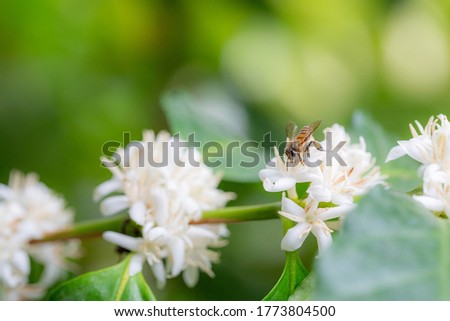 close up macro view of isolate bee insect on beautiful white flowers blossom on coffee branch in forest, green background, copy space