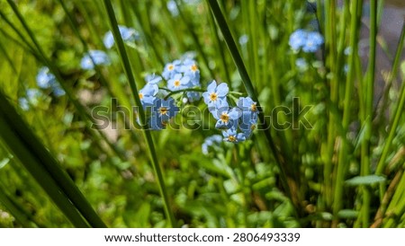 Close up macro view isolating small blue forgetmenot flowers