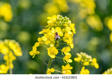 Close macro view on the bee collecting the nectar from the young colza flowers