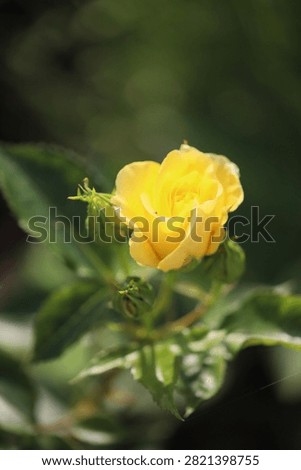 Close up macro view of a single bright yellow rose flower blooming in sunlight. Detailed botanical photography with shallow depth of field selective focus and soft blurred green background with natural sunlight bokeh. Ideal for garden flora summer nature and greeting card designs.