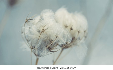 Close up macro view of a soft white dandelion seed head with delicate pappus fibers against a light grey background.