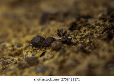 Close up macro view of a tiny white centipede larva (class Chilopoda) moving across moist soil while searching for food. Its pale body and very small size indicate an early developmental stage. The larva navigates through damp substrate and fine organic particles, actively exploring its surroundings in a humid microhabitat. Even at this stage, it shows predatory instinct, likely feeding on microscopic organisms within the soil. This scene highlights early life activity of soil-dwelling arthropods and the importance of moisture-rich environments for their survival and development