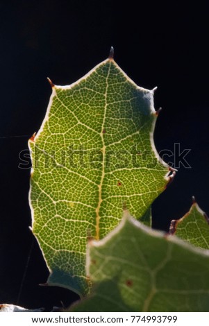 Similar – Foto Bild Blättchen III Natur