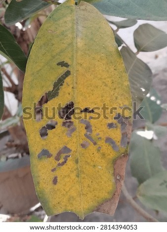 Close up macro view of a yellowing and withered leaf with multiple holes from insect bites and dry brown edges, showing natural decay and pest damage.
