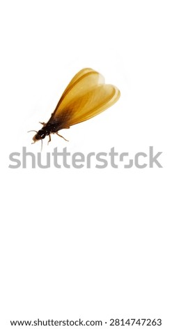 Close up macro of winged termite also called swarmer or laron insect isolated on white background. Detailed view of termite with transparent wings and antennae. Perfect for pest control, exterminator, entomology, biology and agriculture content.