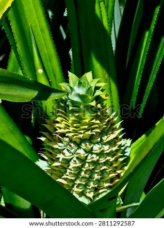 Close up macro of a young green pineapple growing on pineapple plant in tropical garden. Fresh organic fruit with detailed texture and green leaves. Natural agriculture, healthy food, and tripical farming concept in indonesia.