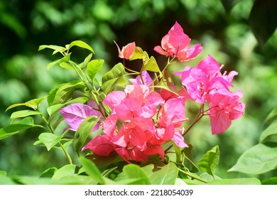 Close Up Of Magenta Bougainvillea Flowers Photo