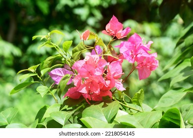 Close Up Of Magenta Bougainvillea Flowers Photo