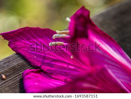 Close up of magenta orchid tree flower blossom with white stamen