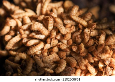 Close Up Of Maggot Black Soldier Fly With Brown Color