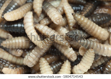 Close up of maggots crawling around.  Focused on one particular maggot.
