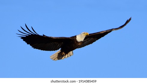 close up of a magnificent american bald eagle in flight on a sunny day at barr lake state park in brighton, colorado