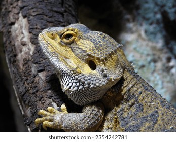 close up of a magnificent lizard - Shutterstock ID 2354242781