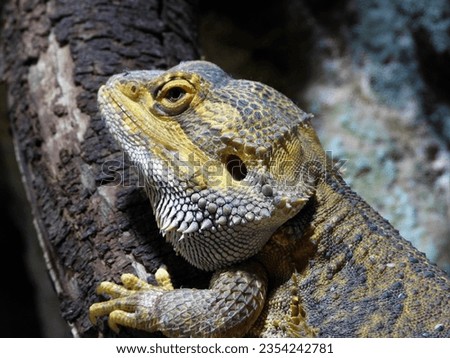 close up of a magnificent lizard