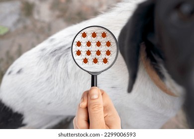 Close up of magnifying glass focusing on fleas on animal fur