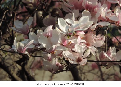 Close up of a Magnolia Branch full of pink and white flowers 