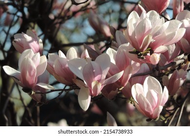 Close up of a Magnolia Branch full of pink and white flowers 