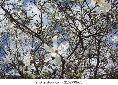 Close up of Magnolia branches full of flower blooms on a sky background