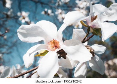 close up of magnolia white blossom tree flowers, close up branch, outdoor. Lily magnolia flower on blue sky blurry background. Macro of magnolia flower bloom.