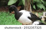 Close up of a magpie goose (anseranas semipalmata)