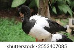 Close up of a magpie goose (anseranas semipalmata)