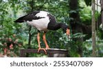 Close up of a magpie goose (anseranas semipalmata)