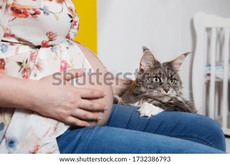 Close up to a maine coon cat who is sitting with pregnant owner.