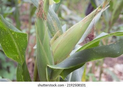 close up of a maize stock - Shutterstock ID 2192508101