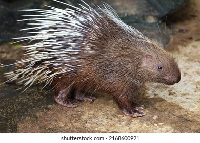 809 Porcupines night Images, Stock Photos & Vectors | Shutterstock