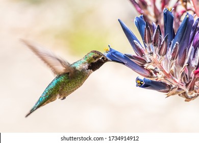 Close up of male Anna's Hummingbird drinking nectar from a Puya coerulea plant in bloom; San Francisco bay area, California