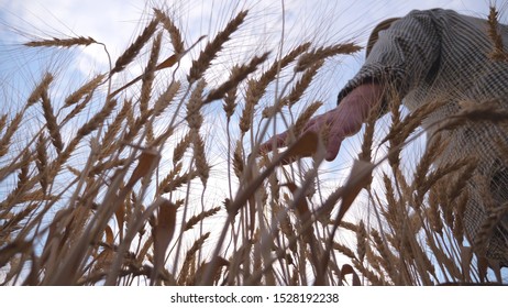 Close Up Of Male Arm Moving Over Ripe Wheat Growing On The Meadow. Young Agronomist Walking Through The Cereal Field And Stroking With Hand Golden Ears Of Crop. Agriculture Concept. Low View Slow Mo