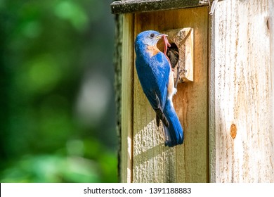 Close Up Of Male Bluebird With Brilliantly Colored Feathers Feeding Baby Bird A Worm At Bluebird Feeder. Parenthood Concept. Providing. Spring Time. Father's Day
