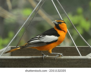 close up of male bullock's oriole perched on a hummingbird feeder in summer in broomfield, colorado