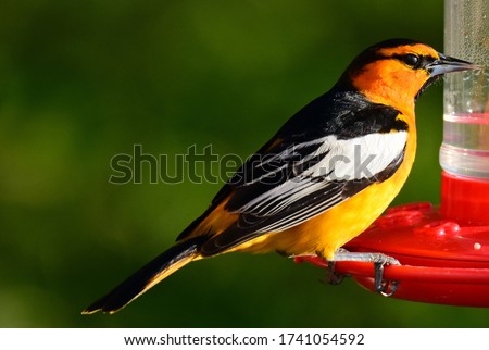 close up of male bullock's oriole perched on a hummingbird feeder in summer in broomfield, colorado