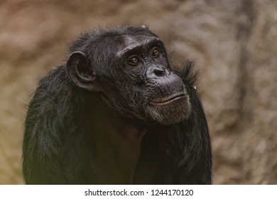 322 Chimps tanzania Images, Stock Photos & Vectors | Shutterstock