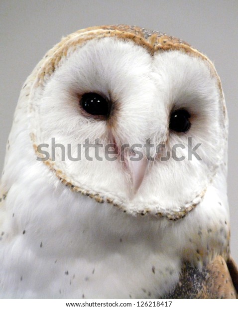 Close Male Common Barn Owl Know Stock Photo Edit Now 126218417