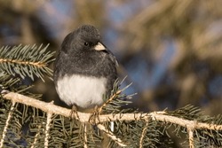 Close Up Male Dark Eyed Junco (Junco Hyemalis) Perched In The Boughs Of White Spruce Tree In The Chippewa National Forest, Northern Minnesota USA