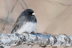 Close Up Male Dark Eyed Junco (Junco Hyemalis) Perched On The White Branch Of A Paper Birch Tree In The Chippewa National Forest, Northern Minnesota