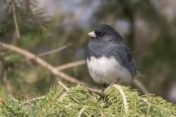 Close Up Male Dark Eyed Junco (Junco Hyemalis) Perching In The Boughs Of A Minnesota White Spruce Tree In Northern Minnesota USA