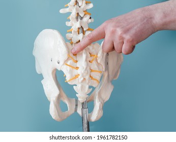 Close up of male doctor's hand pointing at sacroiliac joint on skeleton spine model
