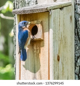 Close Up Of Male Eastern Bluebird Perching At Entrance Of Bluebird Nesting Box With Worm In His Beak To Feed To Baby Birds. Spring Concept. Earning And Providing Concept