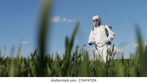 Close up of male farmer in white protective costume walking in greengrass in field and spraying pesticides with pulverizator. Man fumigating harvest with chemicals. Fumigate concept.