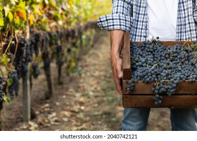 Close up of male farmer or winemaker is walking in the middle of vine branches and carrying picked grapes during wine harvest season in vineyard for further high quality wine production - Shutterstock ID 2040742121