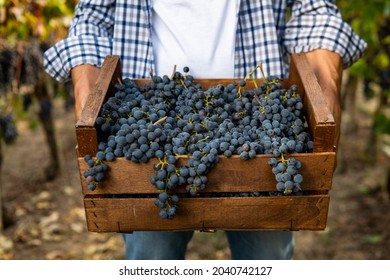 Close up of male farmer or winemaker is walking in the middle of vine branches and carrying picked grapes during wine harvest season in vineyard for further high quality wine production - Powered by Shutterstock