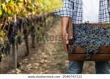 Close up of male farmer or winemaker is walking in the middle of vine branches and carrying picked grapes during wine harvest season in vineyard for further high quality wine production