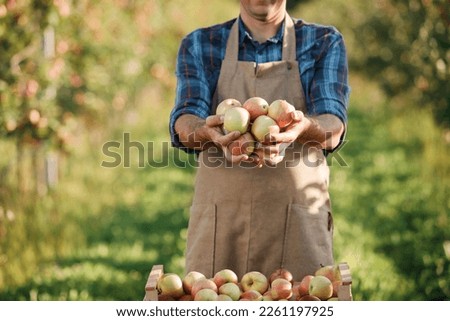 Close up of male farmer worker hands holding picking fresh ripe apples in orchard garden during autumn harvest. Harvesting time